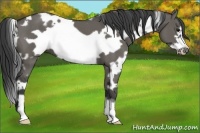 Horse Color:White Spotted Grullo Frame 