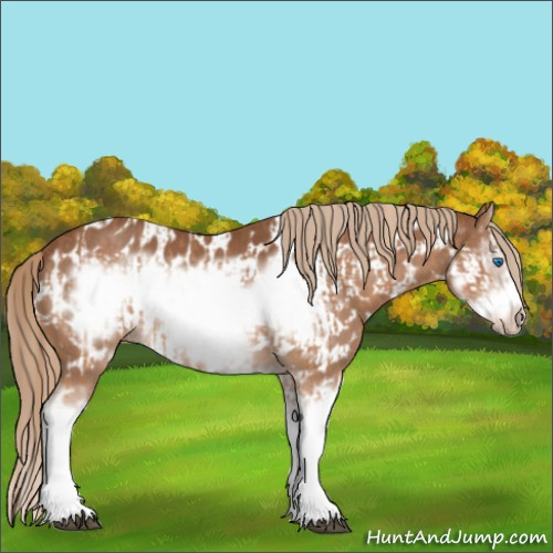 Horse Color:Chestnut Splash Frame  and Chestnut Splash Frame Appaloosa 