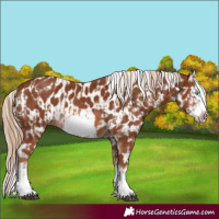 Horse Color:Chestnut Splash Frame  and Chestnut Splash Frame Appaloosa 