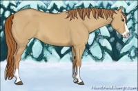 Horse Color:Red Dun Splash 