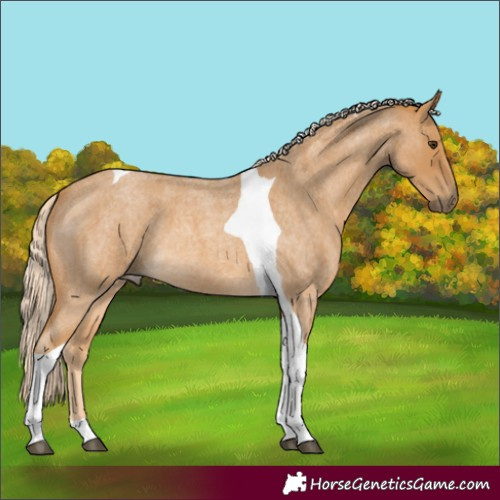 Horse Color:Palomino Roan Tobiano
