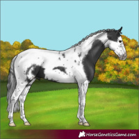 Horse Color:Black Splash Tobiano Frame 
