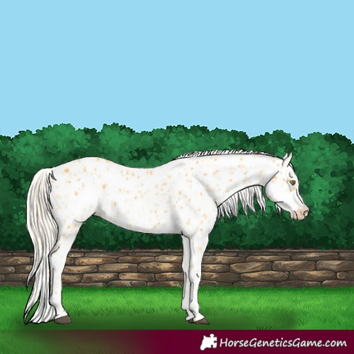 Horse Color:Palomino Appaloosa  and Gold Cream Champagne Appaloosa 
