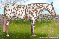 Horse Color:Chestnut Near Leopard 