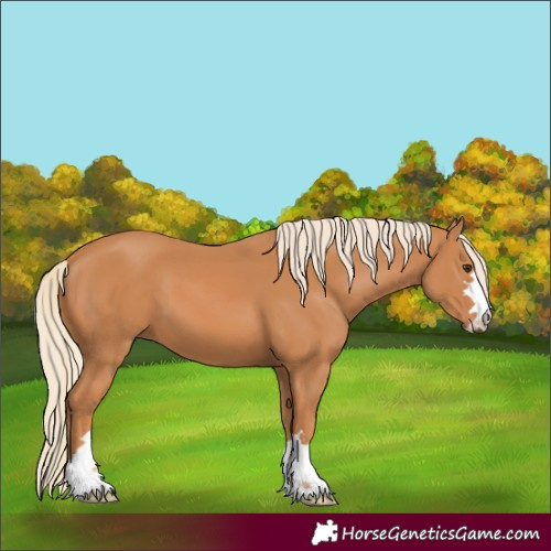Horse Color:Chestnut 