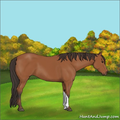 Horse Color:Bay 