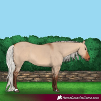 Horse Color:Silver Bay Dun 
