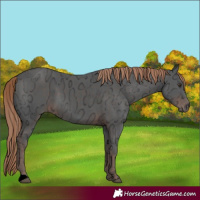 Horse Color:Liver Chestnut Ice 