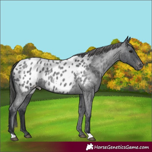 Horse Color:Blue Roan Appaloosa 