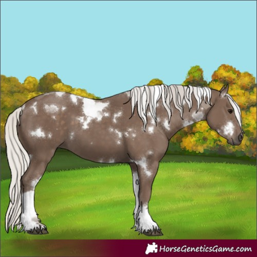 Horse Color:White Spotted Silver Black Tobiano 