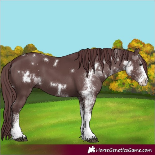 Horse Color:White Spotted Chocolate Black 