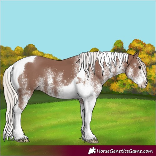 Horse Color:White Spotted Chocolate Silver Black Tobiano 