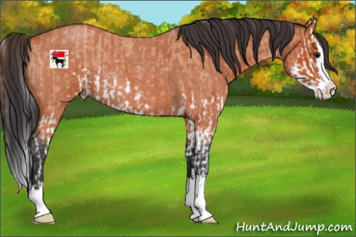 Horse Color:Bay Roan Sabino Splash  and Bay Roan Sabino Splash 