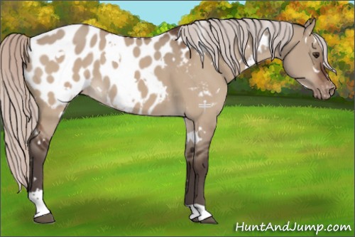 Horse Color:White Spotted Silver Brown Dun Appaloosa 