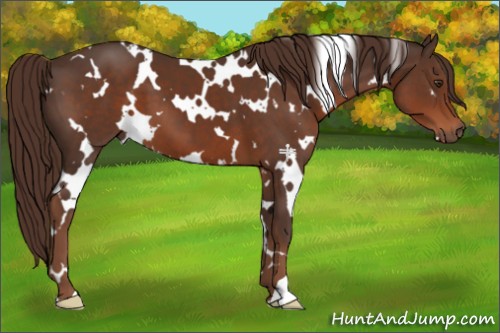 Horse Color:White Spotted Liver Chestnut 