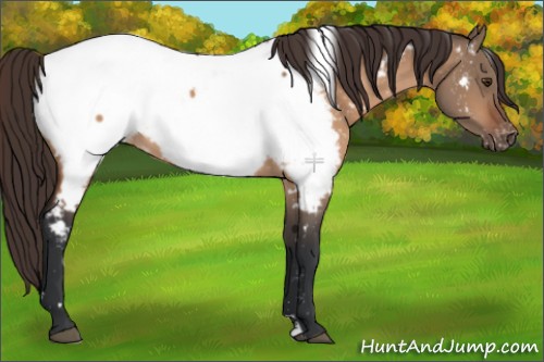 Horse Color:White Spotted Bay Dun Sabino Appaloosa 