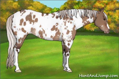 Horse Color:White Spotted Silver Brown Dun Appaloosa 