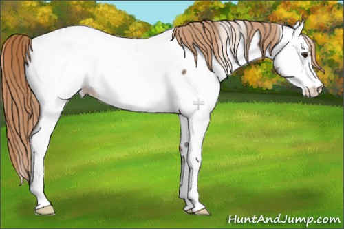 Horse Color:Liver Red Dun Sabino Appaloosa 