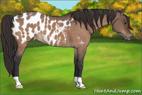 Horse Color:Brown Dun Appaloosa 