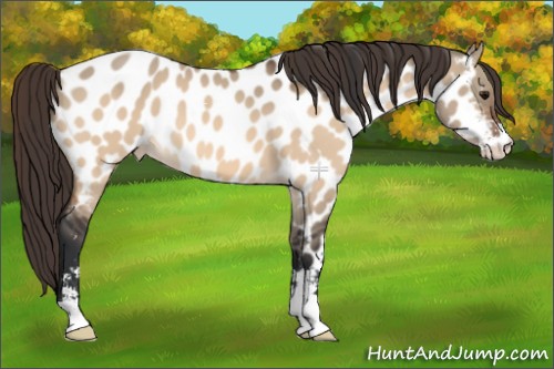 Horse Color:Bay Dun Sabino Appaloosa 