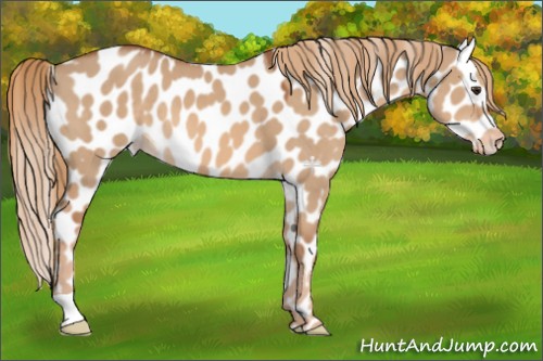 Horse Color:Red Dun Appaloosa 