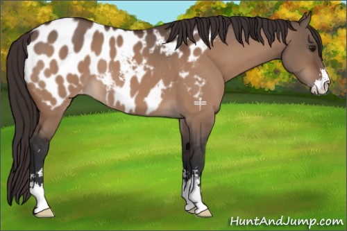 Horse Color:Bay Dun Sabino Appaloosa 