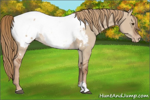 Horse Color:Red Dun Sabino Appaloosa 