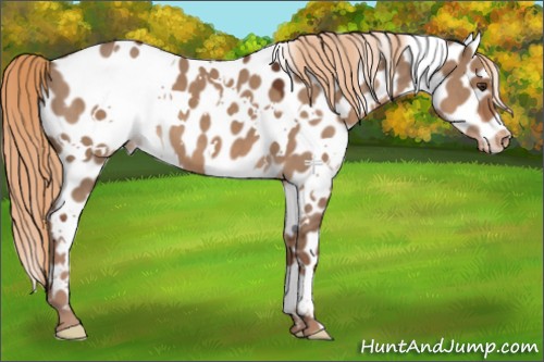 Horse Color:White Spotted Liver Red Dun Appaloosa 