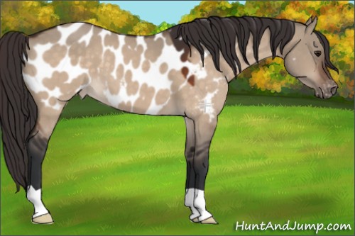 Horse Color:Brown Dun Appaloosa 