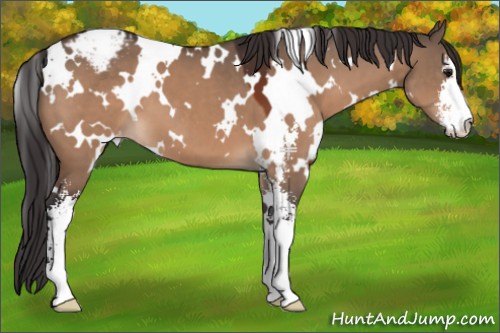 Horse Color:White Spotted Bay Dun Sabino Appaloosa 