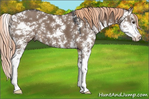 Horse Color:Liver Red Dun Sabino 