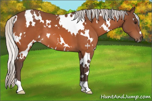 Horse Color:White Spotted Silver Bay 