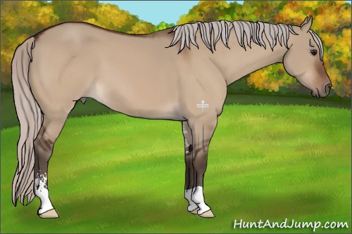 Horse Color:Silver Bay Dun Sabino 