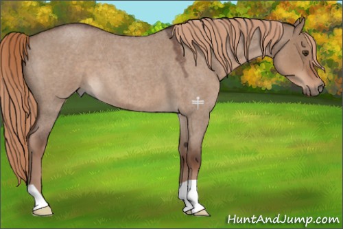 Horse Color:Liver Red Dun Roan 