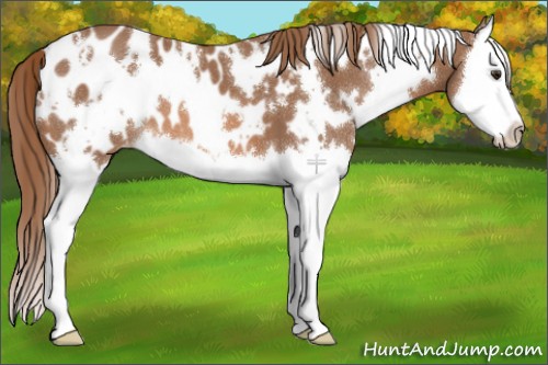Horse Color:White Spotted Red Roan Splash Appaloosa 