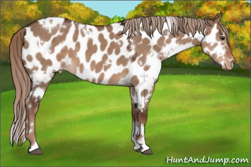 Horse Color:White Spotted Liver Red Dun Appaloosa 