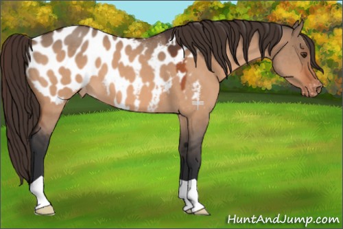 Horse Color:Bay Roan Dun Appaloosa 