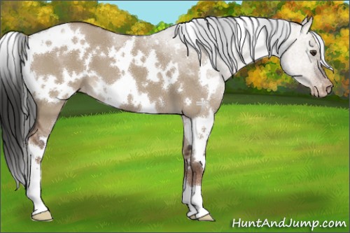 Horse Color:White Spotted Liver Red Dun Appaloosa 