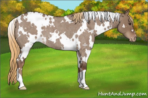 Horse Color:White Spotted Liver Red Dun Roan Varnish 