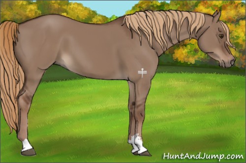 Horse Color:Liver Red Dun Sabino 