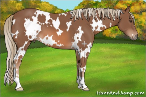Horse Color:White Spotted Chestnut 