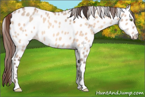 Horse Color:Amber Champagne Dun Sabino Appaloosa 