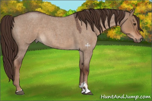 Horse Color:Liver Red Dun Roan Sabino 