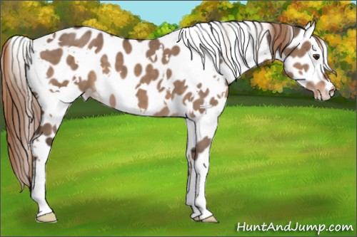 Horse Color:White Spotted Liver Red Dun Appaloosa 