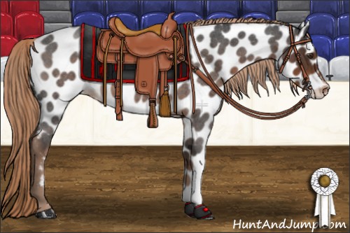 Horse Color:Liver Red Roan Appaloosa 