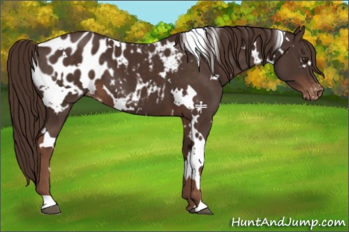 Horse Color:White Spotted Liver Chestnut Appaloosa 