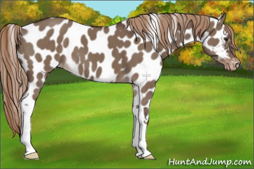 Horse Color:Liver Red Dun Appaloosa 
