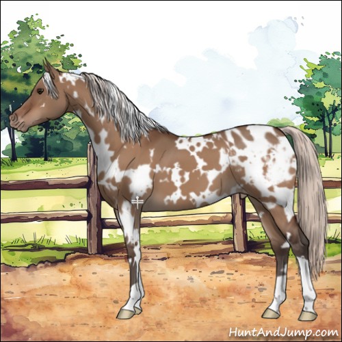 Horse Color:White Spotted Silver Bay Dun Appaloosa 