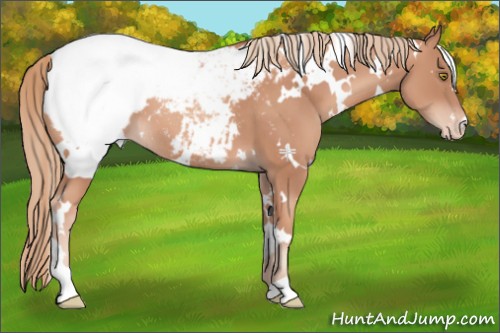 Horse Color:White Spotted Gold Champagne Appaloosa 