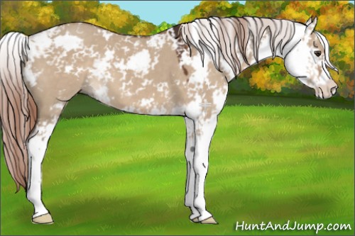Horse Color:Liver Red Dun Sabino 